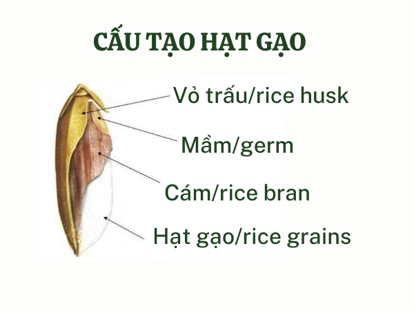 Tác dụng tốt nhất của Bột cám gạo là uống trước bữa ăn