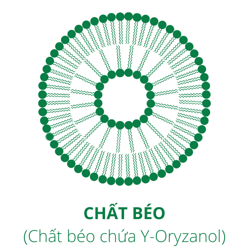 Chất béo